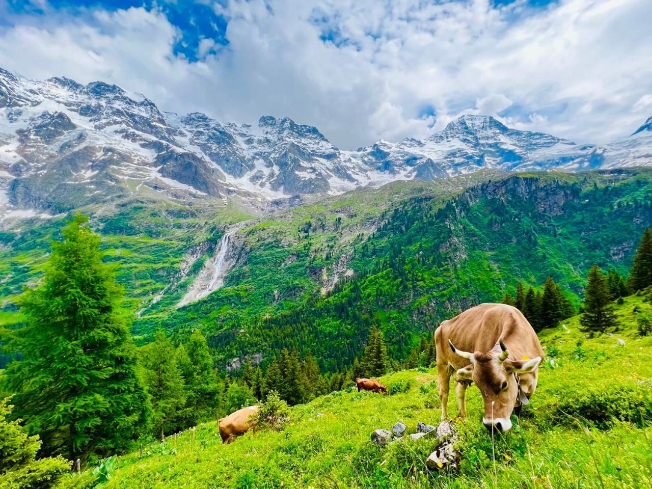 Chalet Rosa B&B Lauterbrunnen Ngoại thất bức ảnh